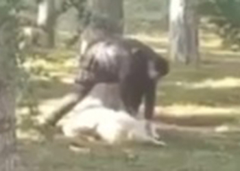 Parkta köpeğe sopalı saldırı; ifadesi ortaya çıktı