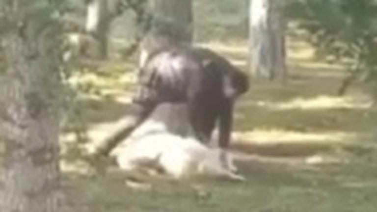 Parkta köpeğe sopayla işkenceye gözaltı