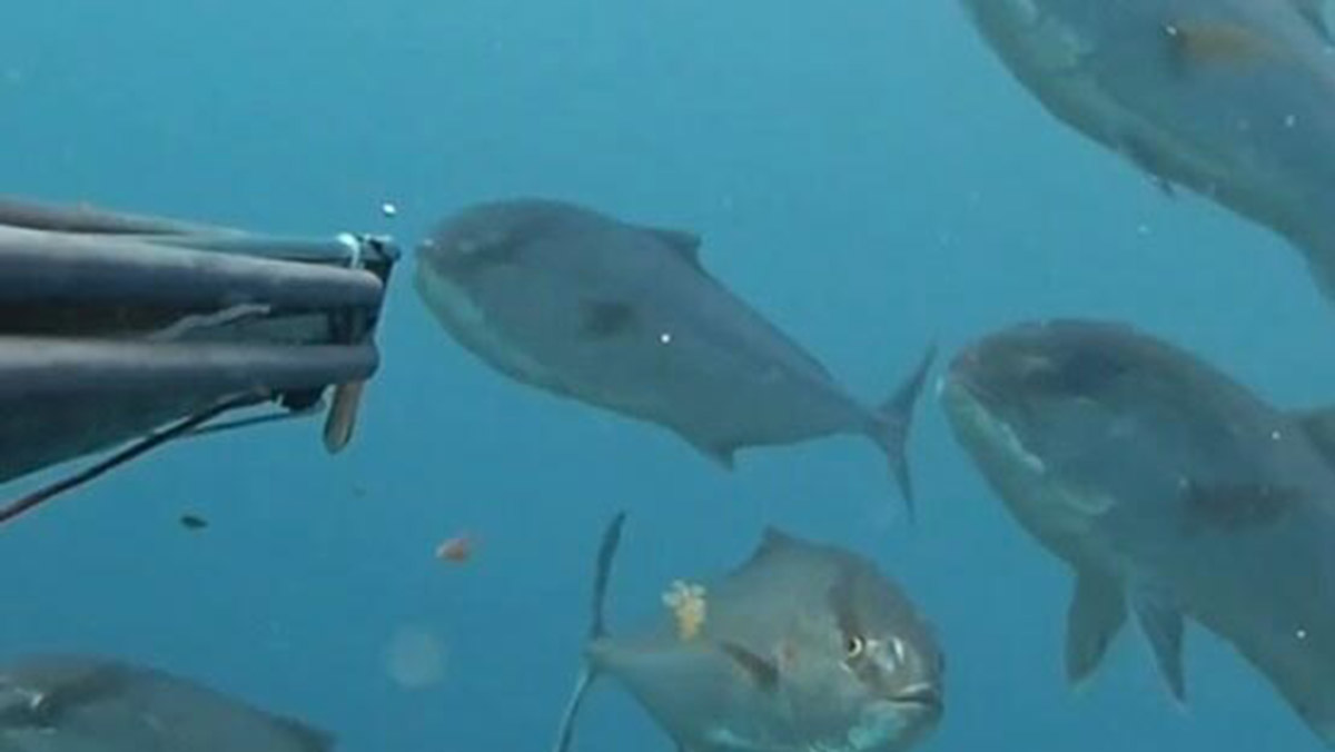 Rekortmen dalgıç akya sürüsünü görüntüledi