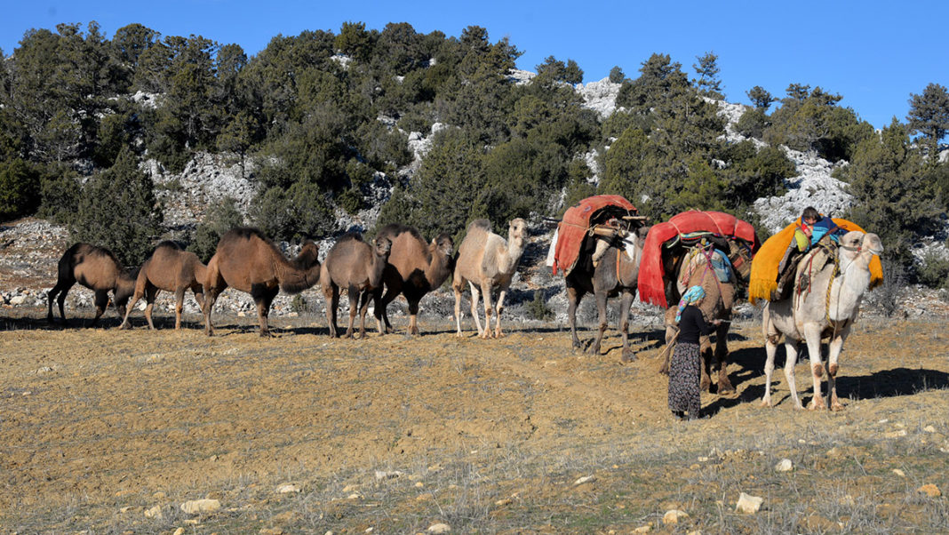 Sarıkeçili Yörüklerin develi 'kış yurdu' yolculuğu