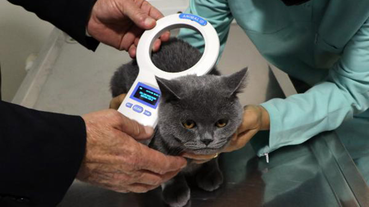 Sokaktan çipsiz sahiplenmede ceza yok