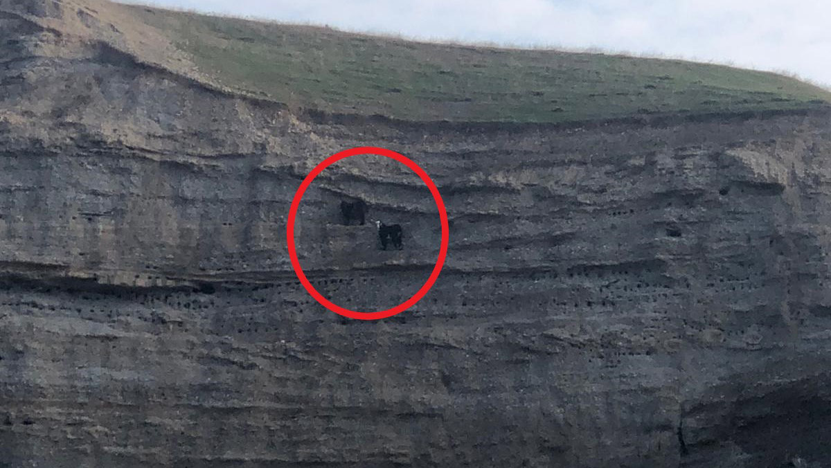 Uçurumda mahsur kalan 2 keçiyi AFAD kurtardı