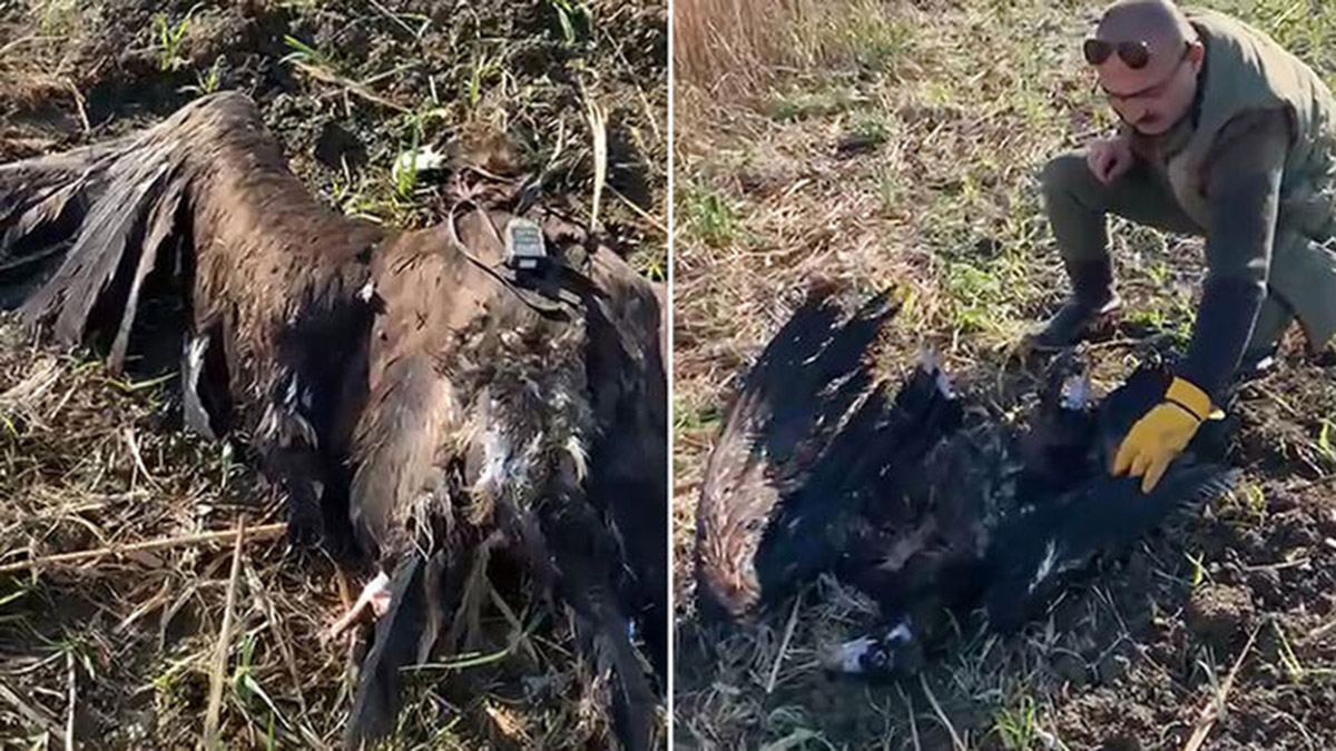 Uydu vericili kara akbaba silahla öldürüldü