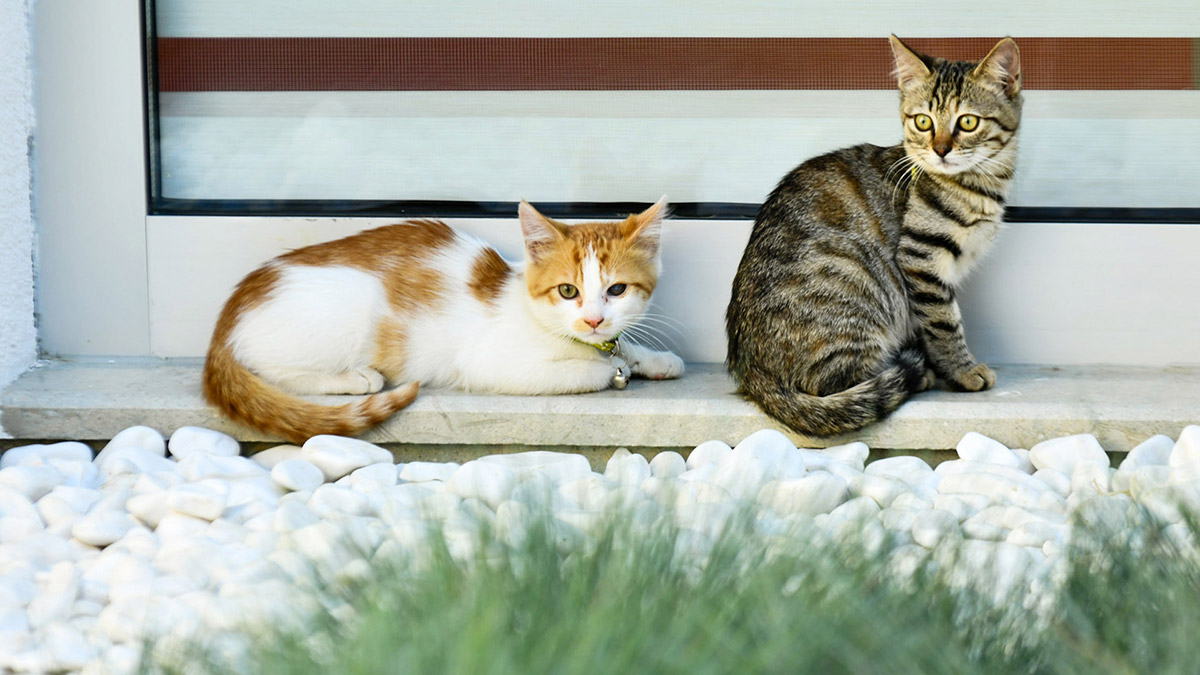 “Engelsiz Başkent” hedefi doğrultusunda birçok projeyi hayata geçiren Ankara Büyükşehir Belediyesi tarafından hizmete açılan Türkiye’nin en büyük Engelsiz Çocuk Gündüz Bakımevi'ne kayıtlar devam ediyor.