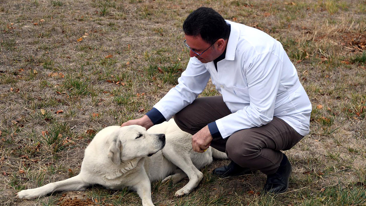 Yaban hayatta yemlerle kuduz aşılaması yapılıyor