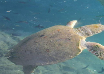 Yaralı caretta carettaya tedavi