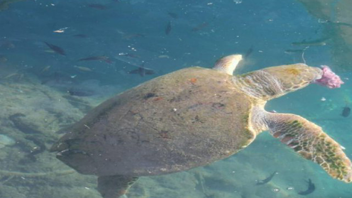 Yaralı caretta carettaya tedavi
