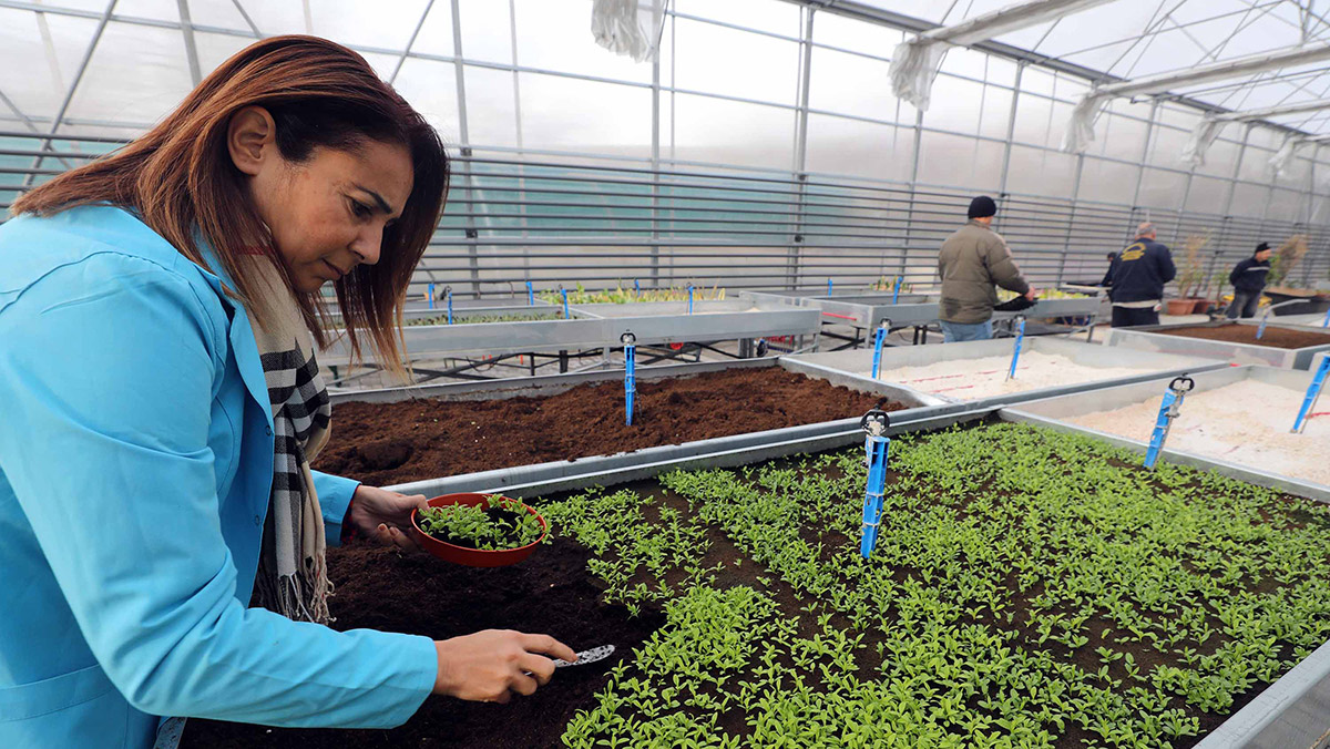 Yenimahalle'nin yeni serasında üretime başlandı