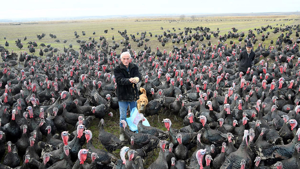 Yılbaşı hindisinin kilosu 100 lira