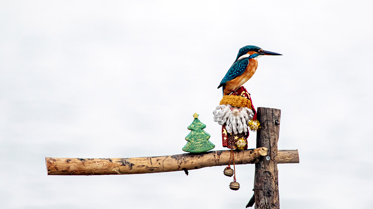 Yılbaşı sürprizi yalıçapkını