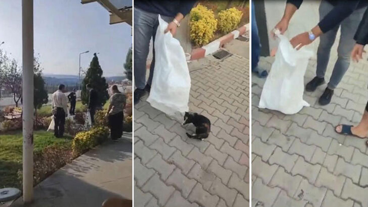 Yurt bahçesindeki kediler çuvala konularak toplandı