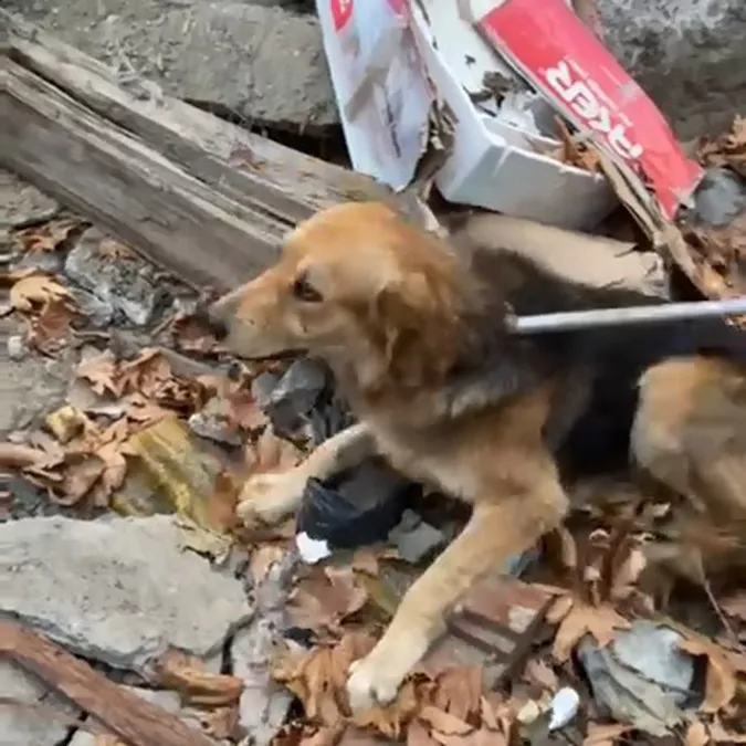 Yusufelinde mahsur kalan kopek botla kurtarildiw - yaşam - haberton