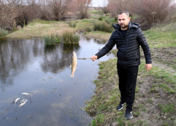 Yuvalı Deresi'ndeki balık ölümlerine inceleme