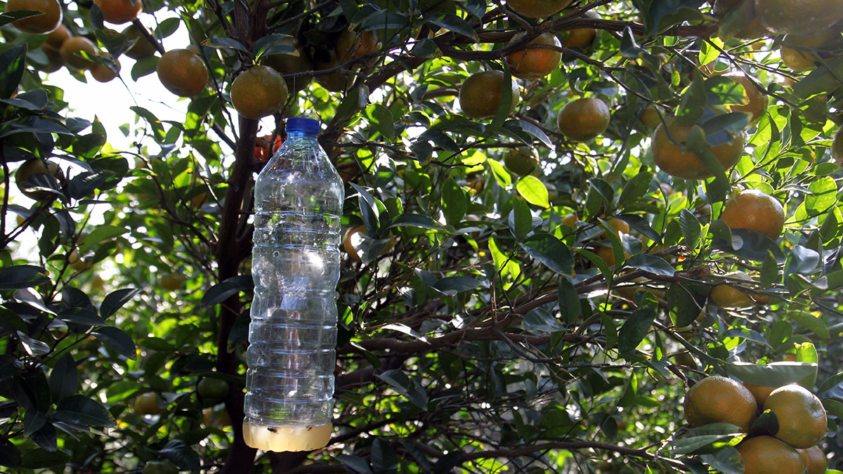 Akdeniz meyvesi sineklerine tuzak
