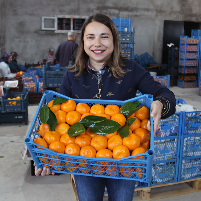 Akdeniz meyvesi sineklerine tuzak