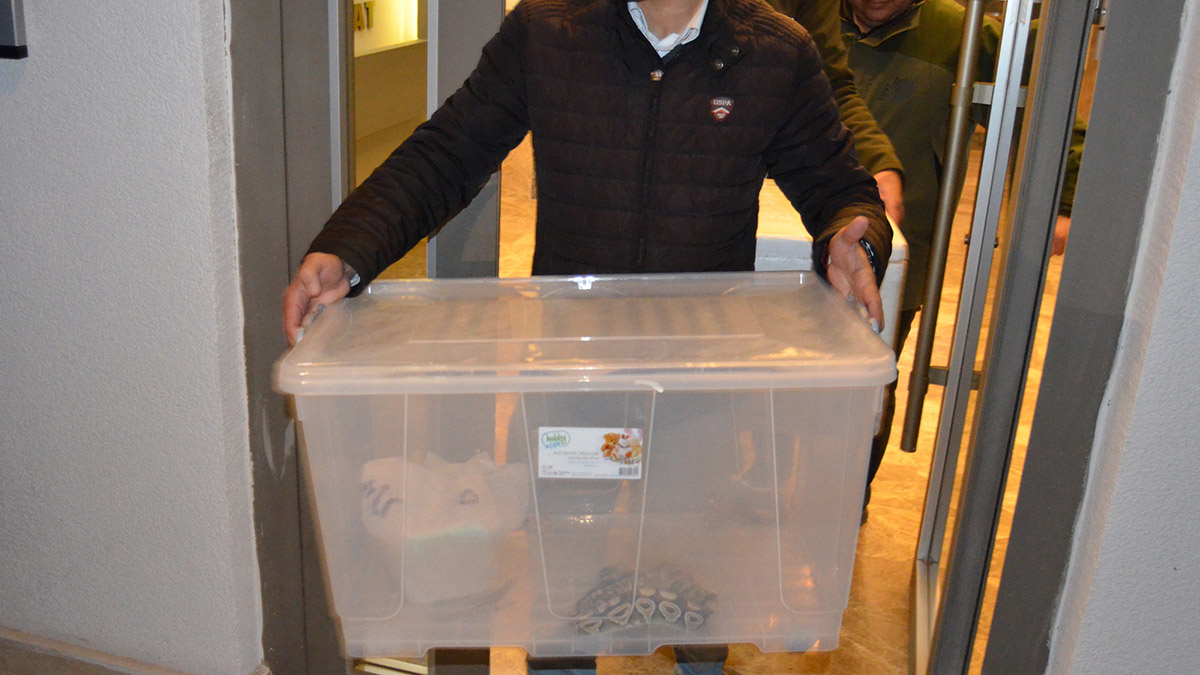 Aksaray'da 1 kraliyet pitonu ele geçirildi