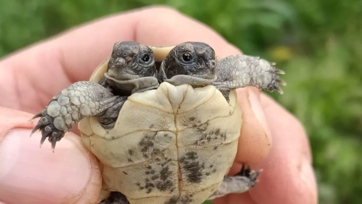 Çift başlı kaplumbağa korumaya alındı