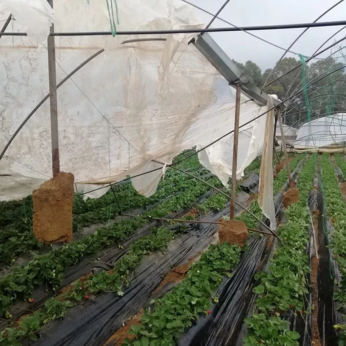 Antalya'da hortum, çilek serası yerle bir oldu