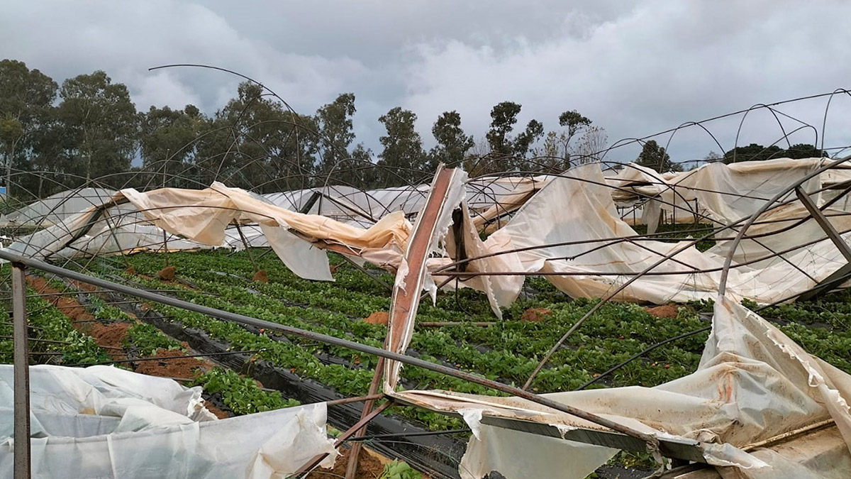 Antalya'da hortum, çilek serası yerle bir oldu