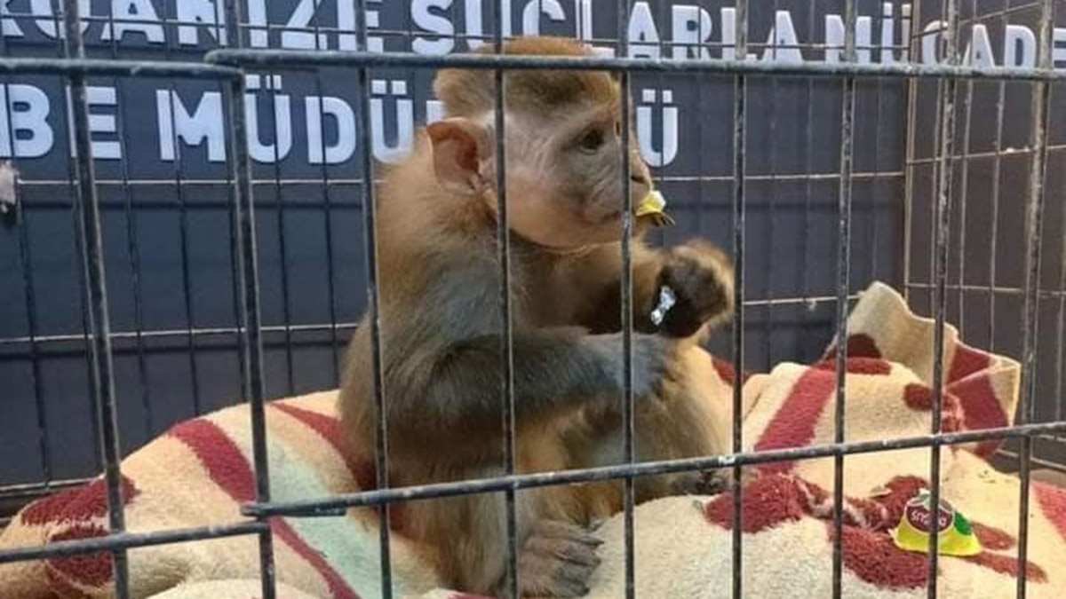 Makak maymununu kaçırdı