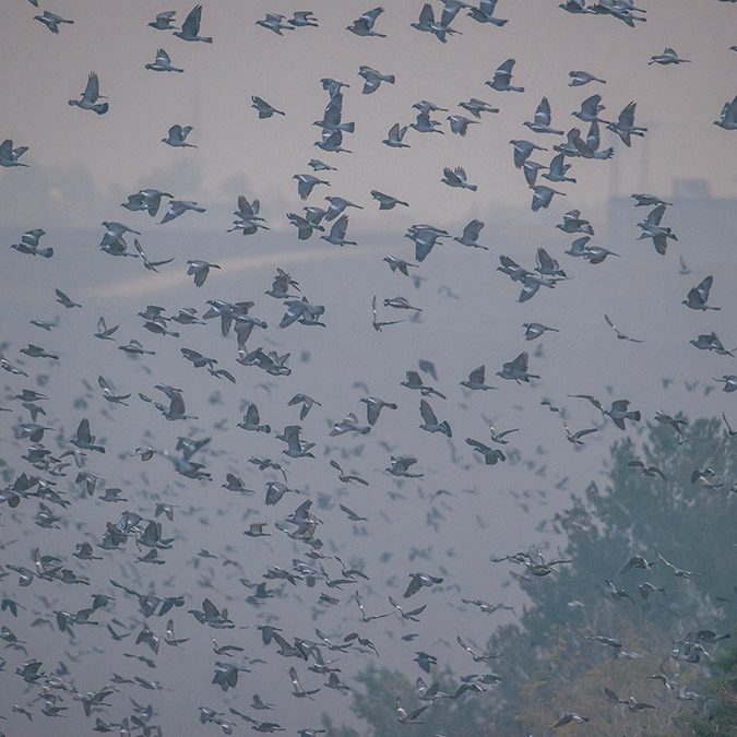 Kabaklı Sulama Göleti binlerce kuşla doldu