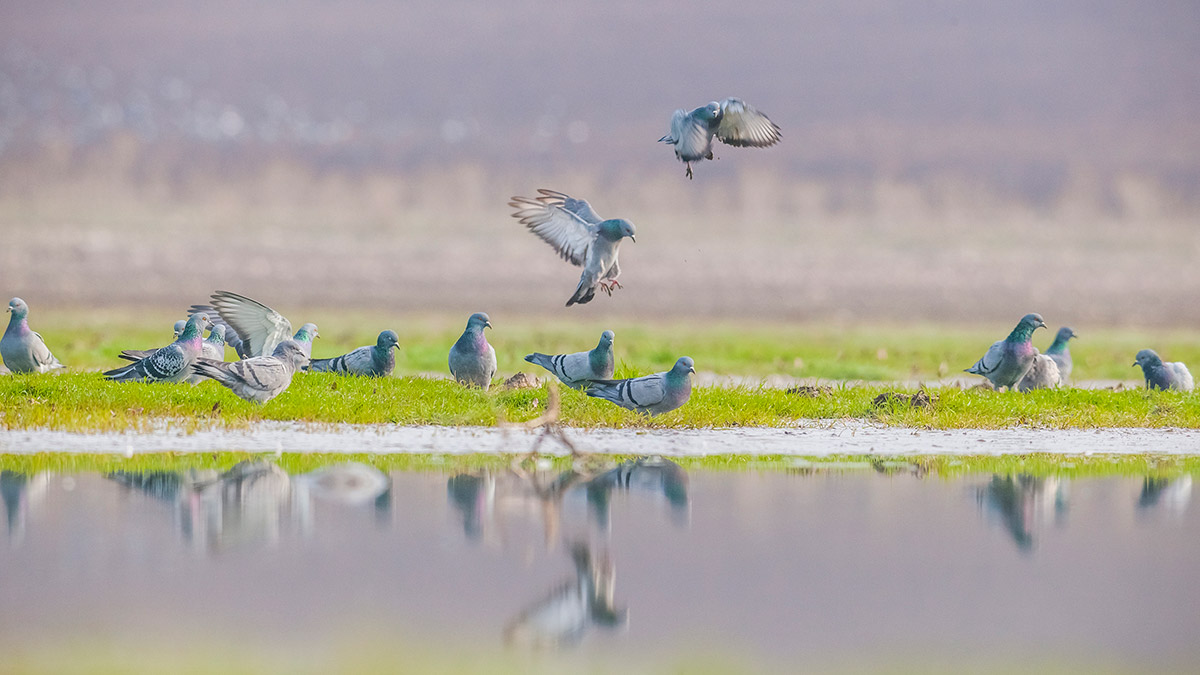 Diyarbakır’da Dicle Üniversitesi kampüsü içerisinde yer aldığı için avcıların giremediği Kabaklı Sulama Göleti, güvercin türleri ve su kuşları olmak üzere binlerce kuşla doldu. Kuşların aynı anda havalanışı gökyüzünde renkli görüntüler ortaya çıkardı.