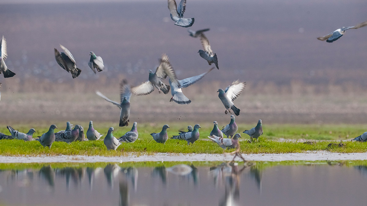 Kabaklı Sulama Göleti binlerce kuşla doldu
