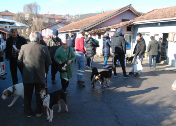 Bartın'da 5 bin 90 kedi ve köpeğe çip takıldı
