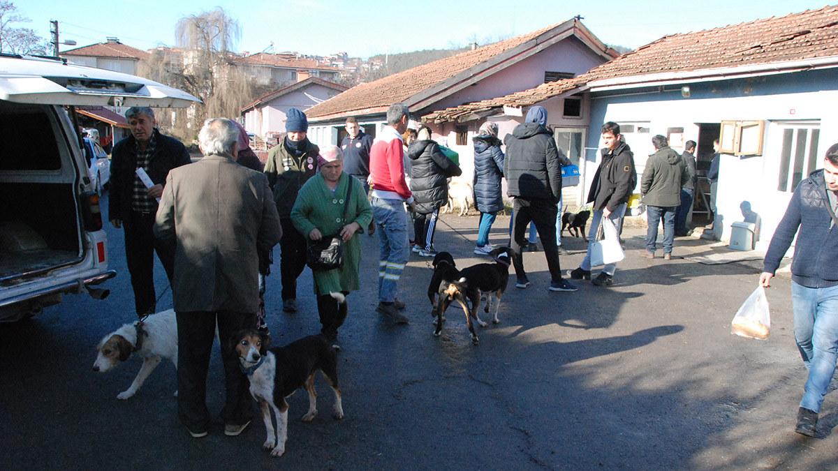 Bartın'da 5 bin 90 kedi ve köpeğe çip takıldı