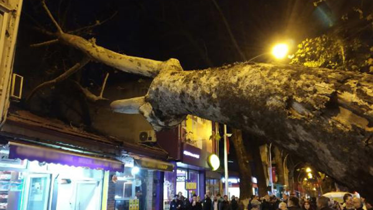 Tarihi çınar ağacı iş yerinin çatısına devrildi