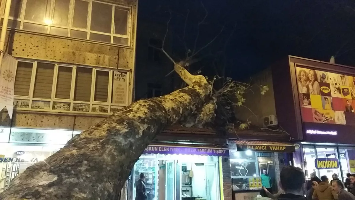 Tarihi çınar ağacı iş yerinin çatısına devrildi