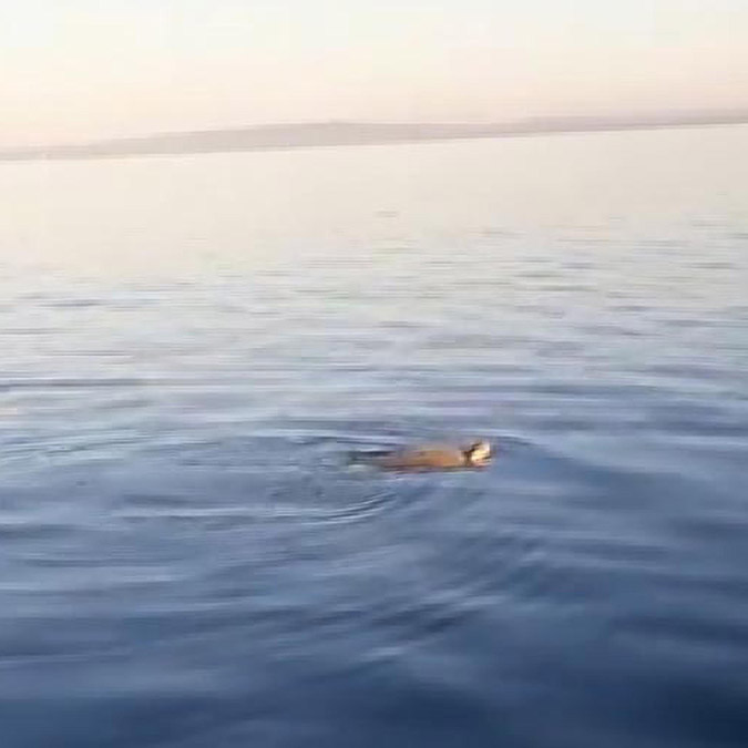 Çanakkale Boğazı'nda caretta caretta