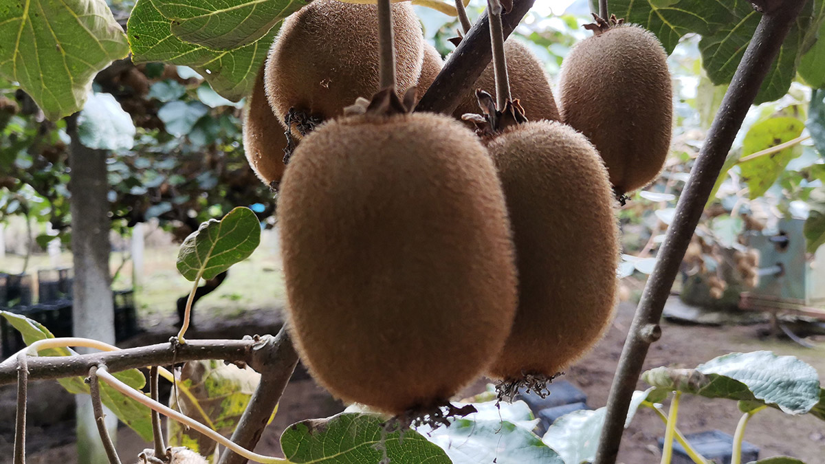 Ordu kivisinin hasadı tamamlandı