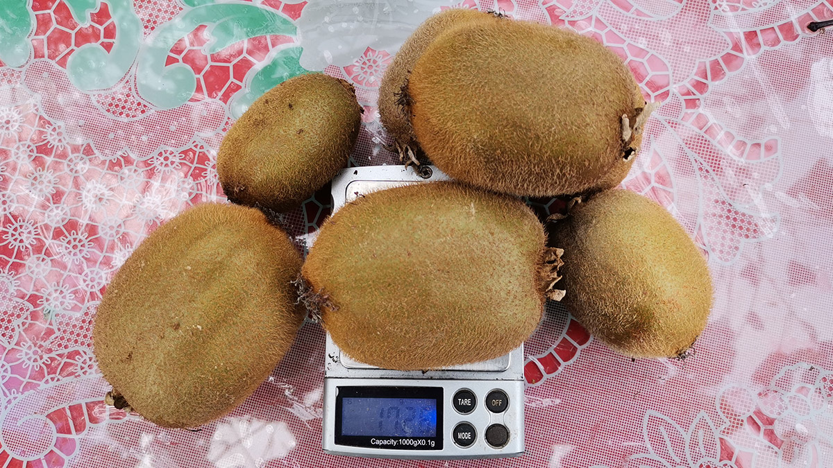 Ordu'da, farklı aroması ve uzun süreli depo ömrüyle rağbet gören, coğrafi işaret tescilli Ordu kivisinin hasadı tamamlandı.