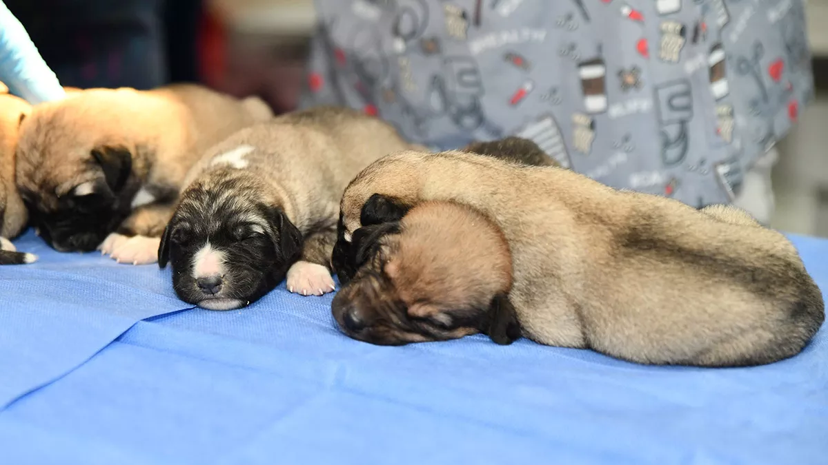 Eskişehir'in beylikova ilçesinde, demir yolu işçilerince ağzı bağlanmış çuval içinde bulunan 8 yavru köpek, tepebaşı belediyesi doğal yaşam merkezi'nde korumaya alındı.