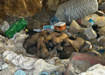 Çuval içinde bulunan 8 yavru köpek korumaya alındı