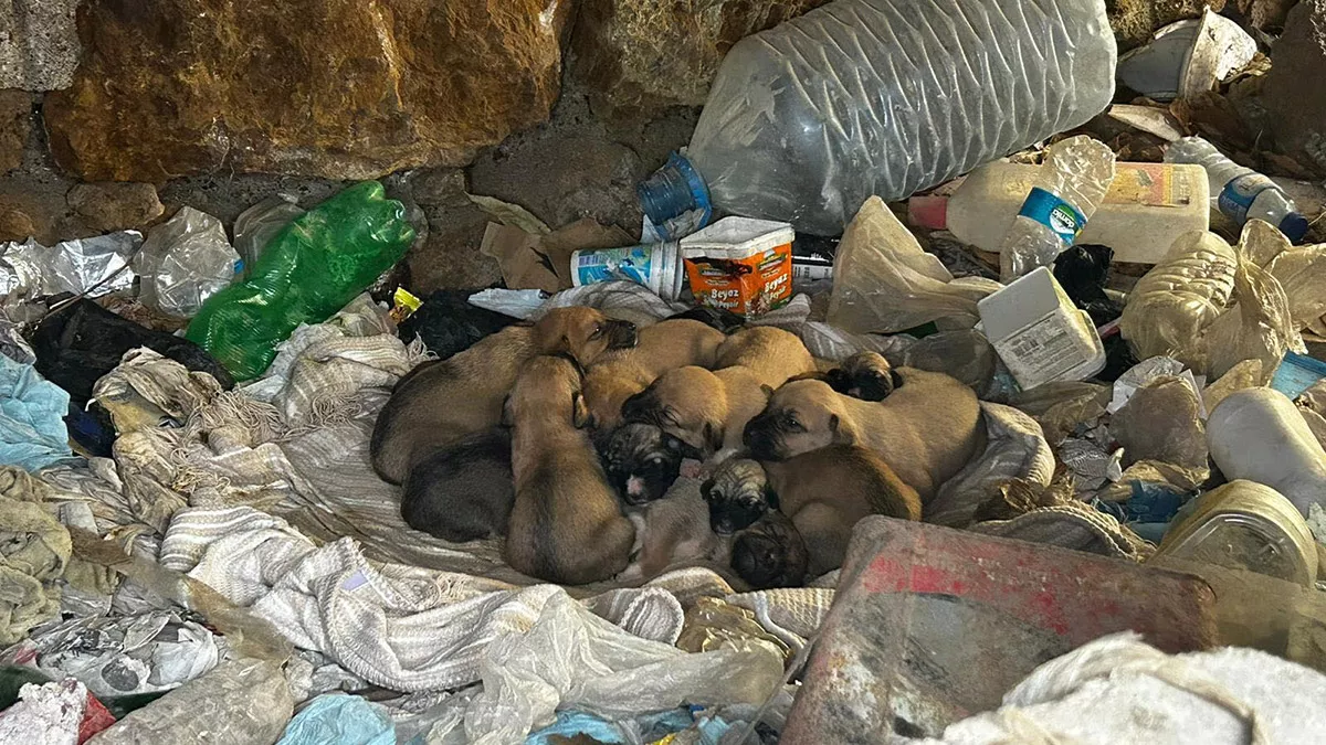 Çuval içinde bulunan 8 yavru köpek korumaya alındı