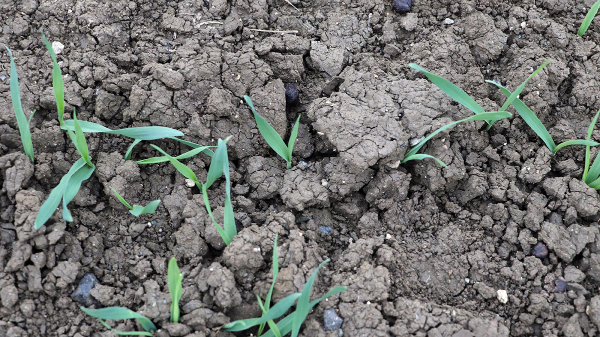 Çiftçilerde kuraklık endişesi başladı