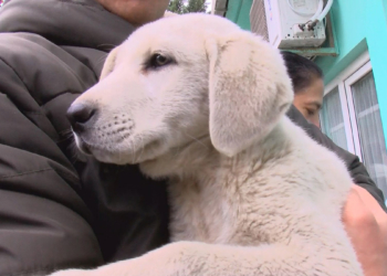 103 bin köpeğin çiplemesi yapıldı
