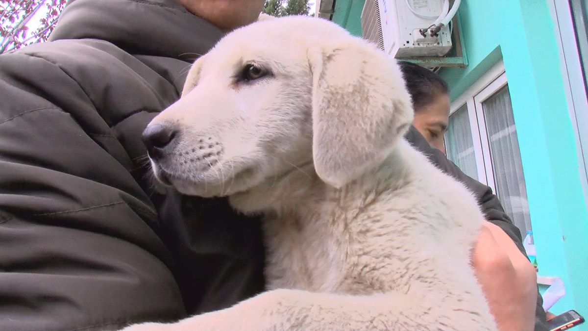 103 bin köpeğin çiplemesi yapıldı