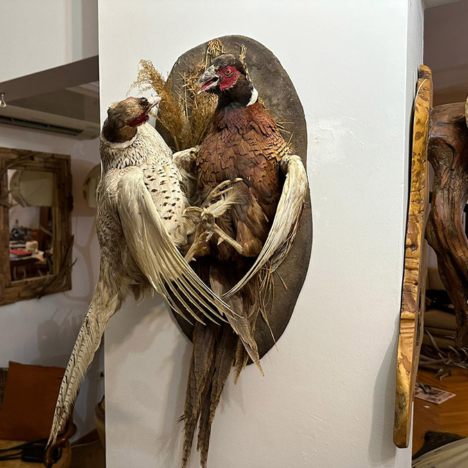 Kadıköy'de bir iş yerine yapılan operasyonda, Yabani Hayvan ve Bitki Türlerinin Uluslararası Ticaret Konvansiyonu (CITES) kapsamında olan çok sayıda hayvan boynuzları ele geçirildi.