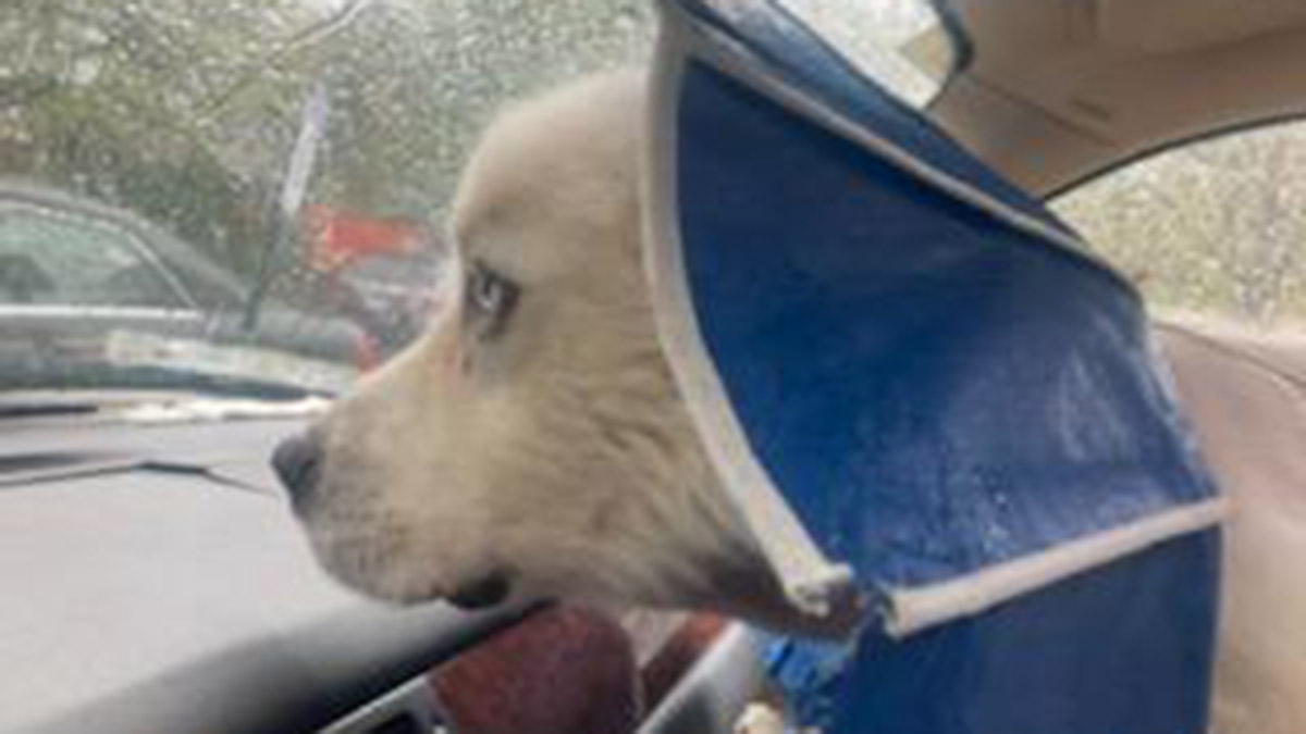 Kahraman çoban köpeği Casper 8 çakalı öldürdü