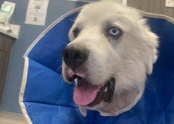 Kahraman çoban köpeği Casper 8 çakalı öldürdü
