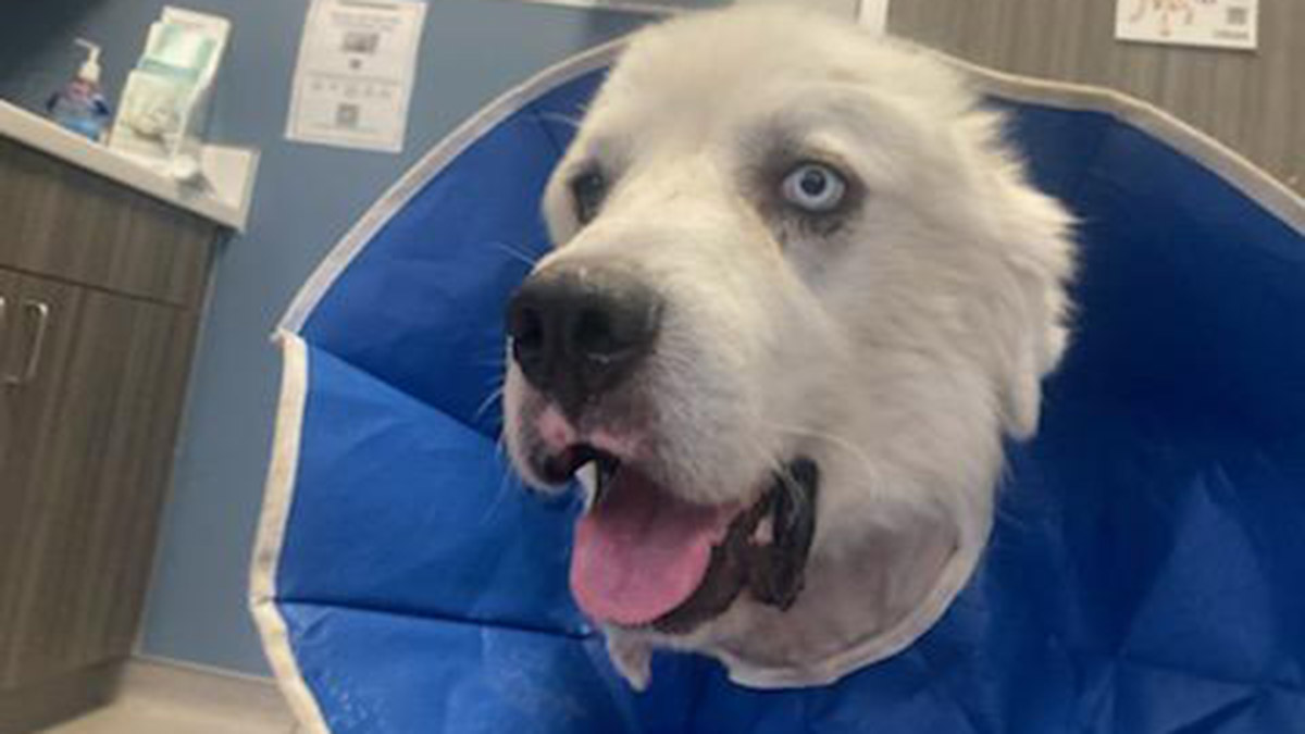 Kahraman çoban köpeği Casper 8 çakalı öldürdü