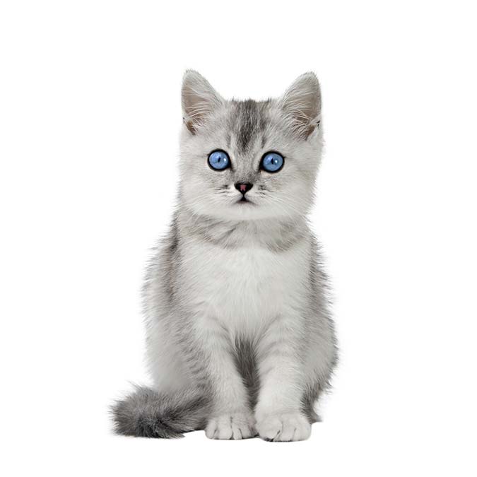 Çip süresinde uzatma olabilir