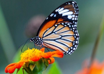 Kelebekleri sadece bir gün için mi sevdin?