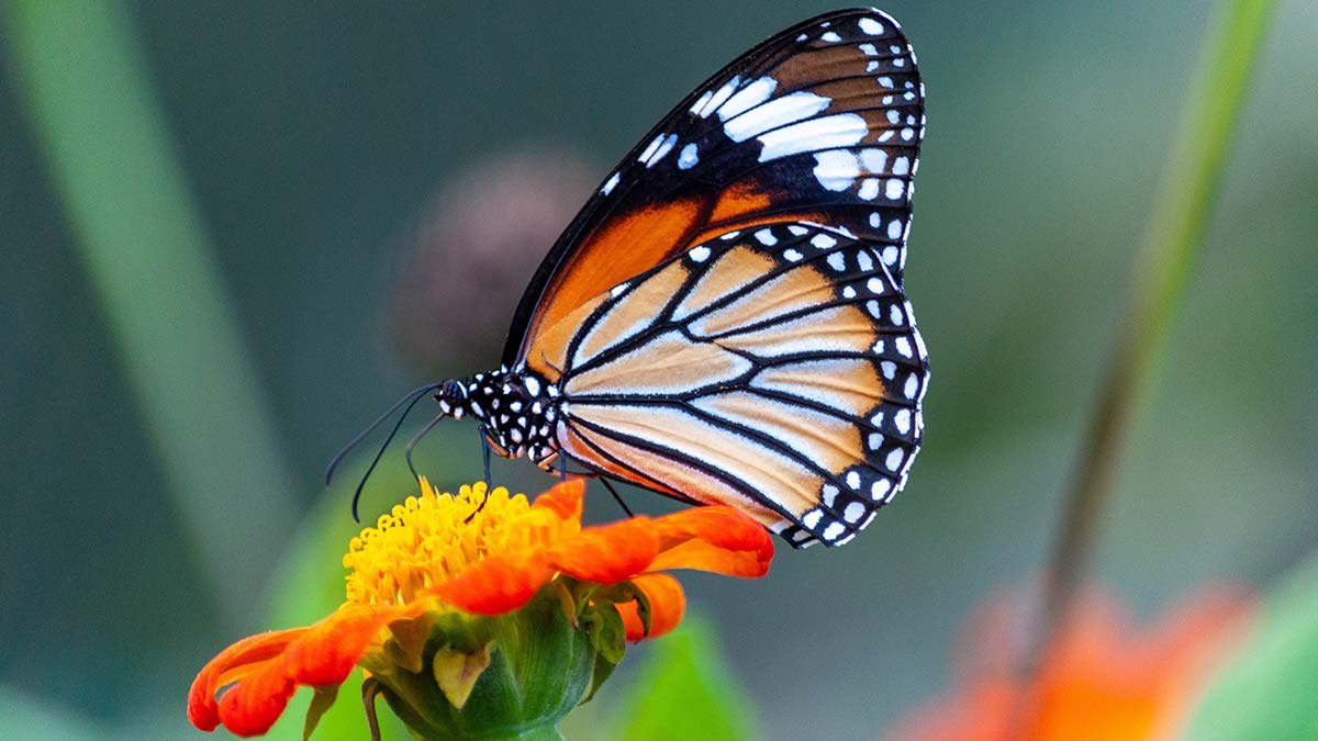 Kelebekleri sadece bir gün için mi sevdin?