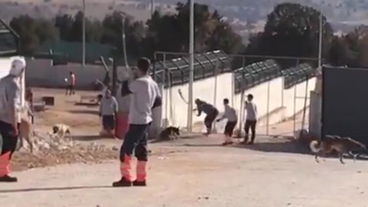 Kürekle köpeğe vurarak öldüren 2 kişiye 6’şar yıl hapis istemi