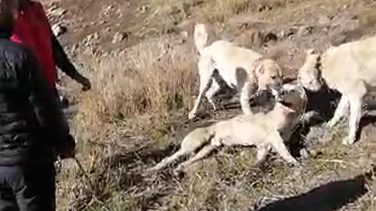 Köpek dövüştüren 2 kişiye 28 bin 602 TL ceza