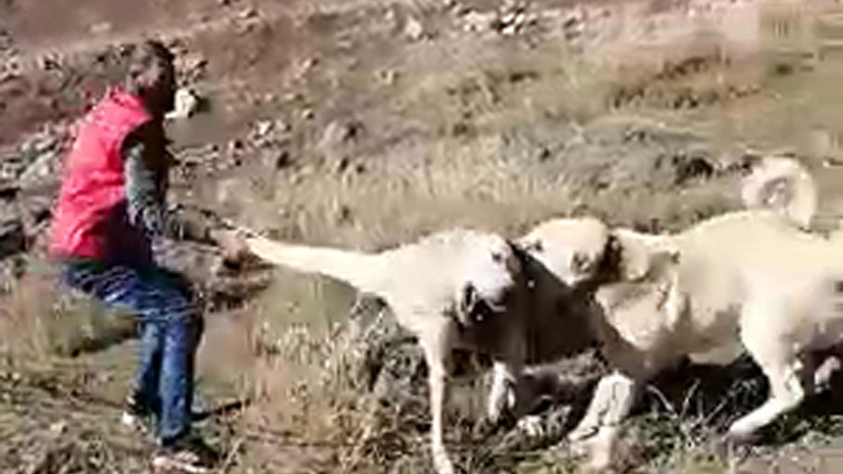 Köpek dövüştüren 2 kişiye 28 bin 602 TL ceza